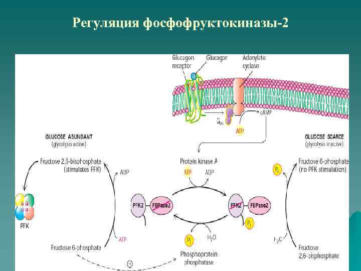 Регуляция фосфофруктокиназы-2 