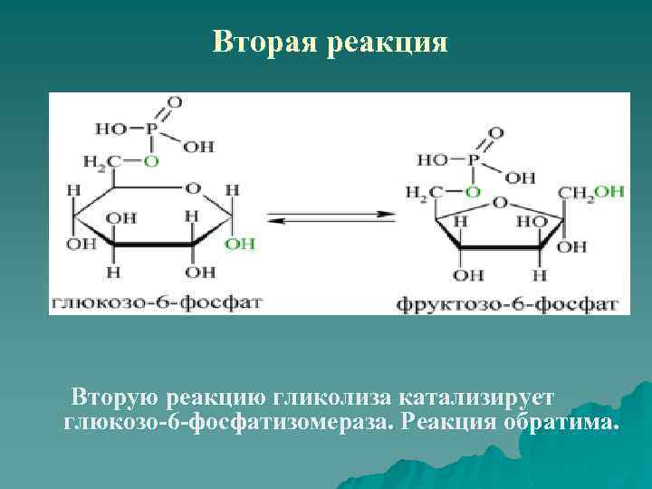 Вторая реакция Вторую реакцию гликолиза катализирует глюкозо-6 -фосфатизомераза. Реакция обратима. 