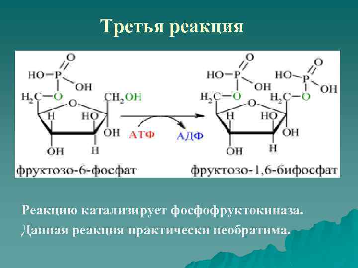 Третья реакция Реакцию катализирует фосфофруктокиназа. Данная реакция практически необратима. 