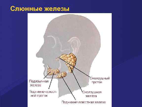 Слюнные железы 