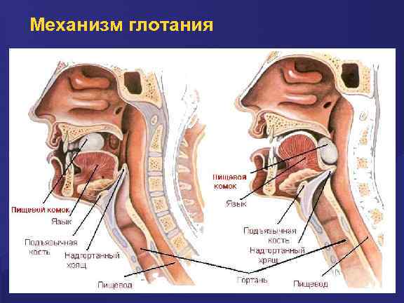 Механизм глотания 