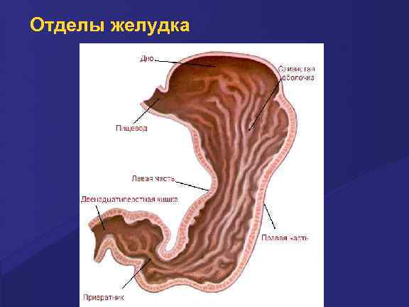 Отделы желудка 