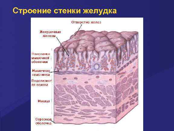 Строение стенки желудка 