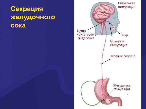 Секреция желудочного сока 