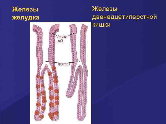 Железы желудка Железы двенадцатиперстной кишки 