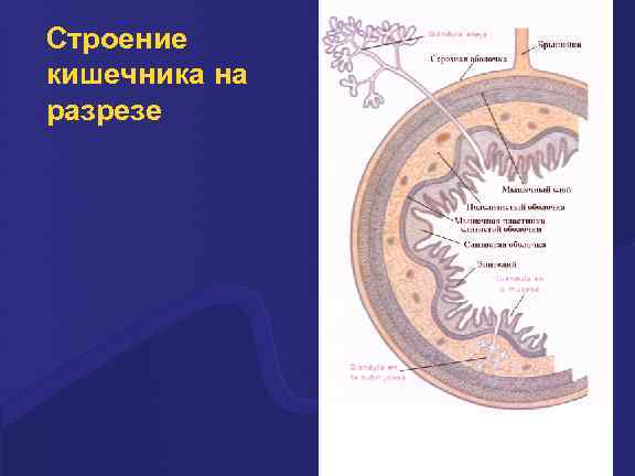 Строение кишечника на разрезе 