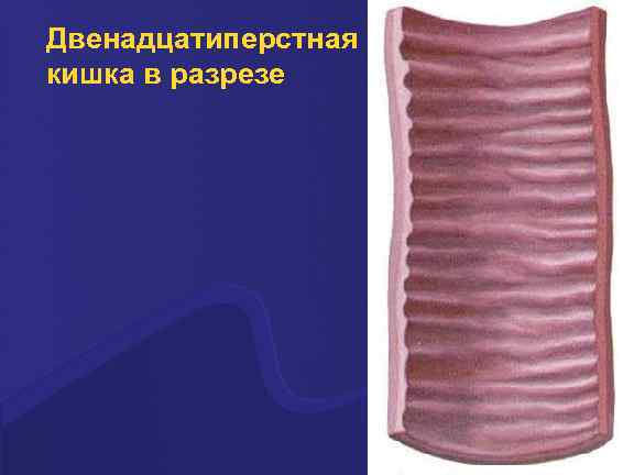 Двенадцатиперстная кишка в разрезе 