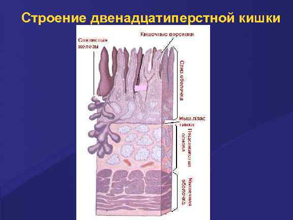 Строение двенадцатиперстной кишки 