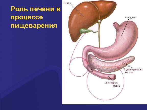 Процессы в печени. Роль печени в пищеварении. Роль печени в процессепищеварении. Функции печени в пищеварении. Главная функция печени в пищеварении.