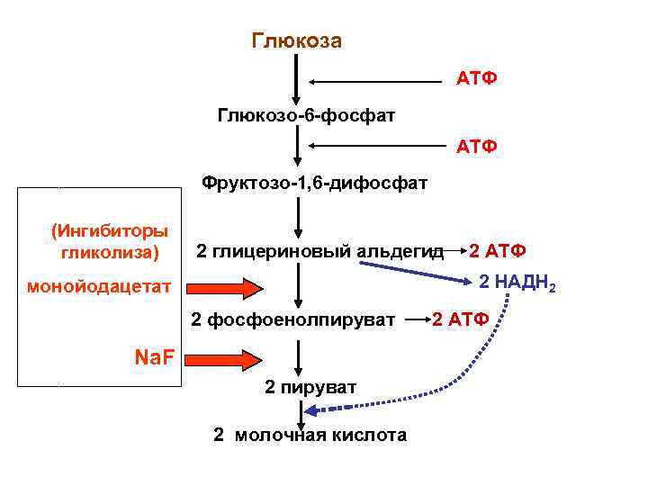 Глюкоза АТФ Глюкозо-6 -фосфат АТФ Фруктозо-1, 6 -дифосфат (Ингибиторы гликолиза) 2 глицериновый альдегид 2