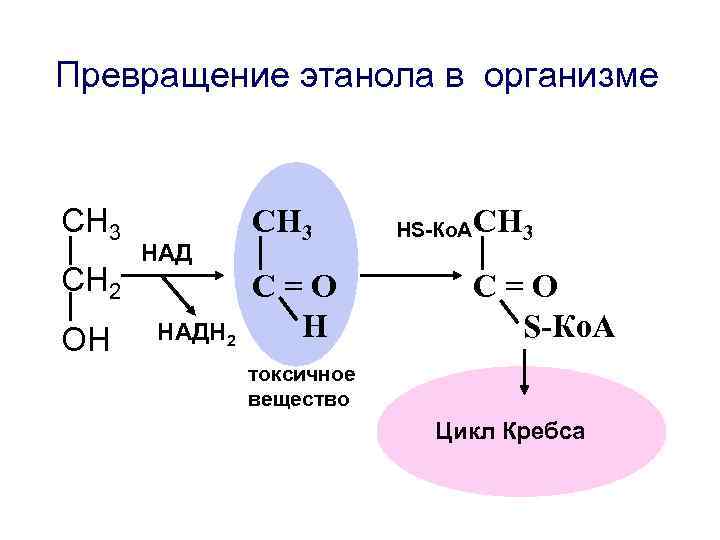 Превращение этанола в организме СН 3 СН 2 ОН НАДН 2 СН 3 С=О