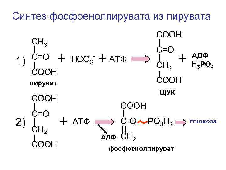 Синтез пировиноградной кислоты. Синтез фосфоенолпирувата. Синтез фосфоенолпируваткарбоксикиназы. Фосфоенолпируват формула структурная. Синтез пирувата.