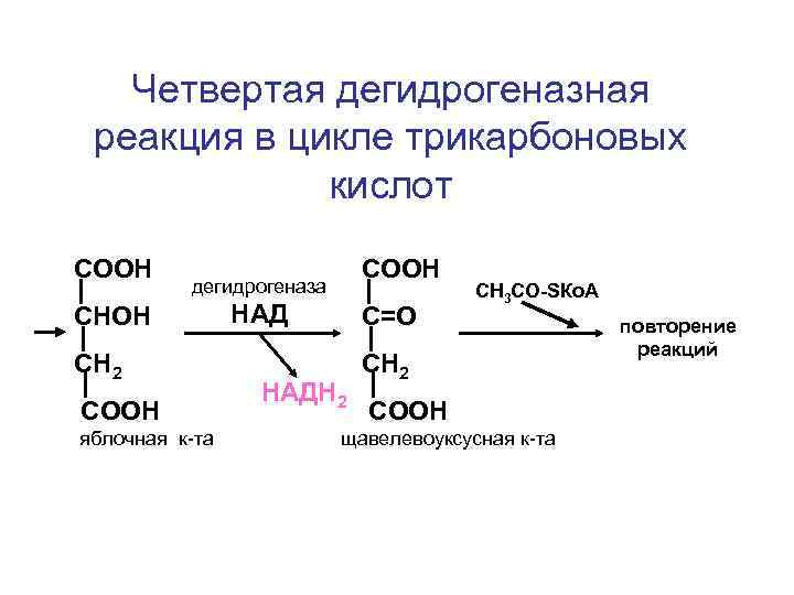 Над зависимые. Дегидрогеназные реакции цикла Кребса. Реакция образования фадн2 в ЦТК. Реакцию окисления сукцината в ЦТК. Пируват надн2.