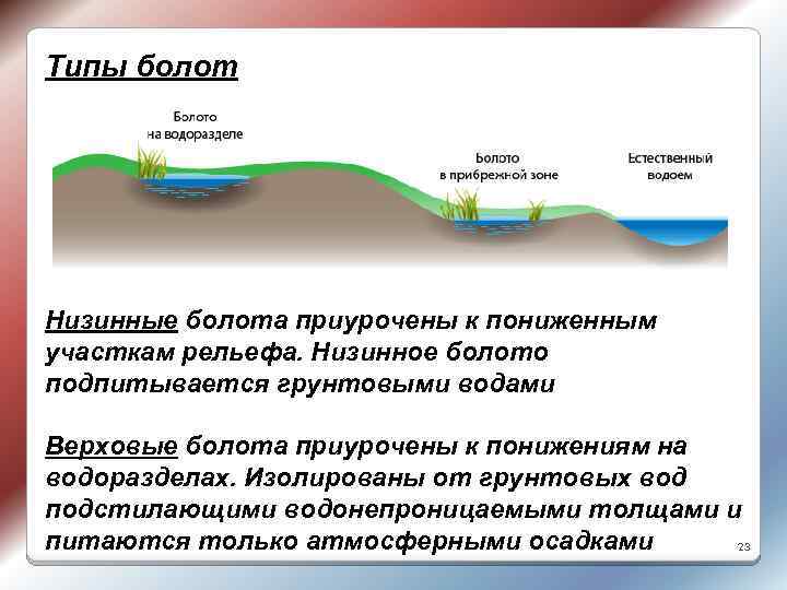 Типы болот Низинные болота приурочены к пониженным участкам рельефа. Низинное болото подпитывается грунтовыми водами