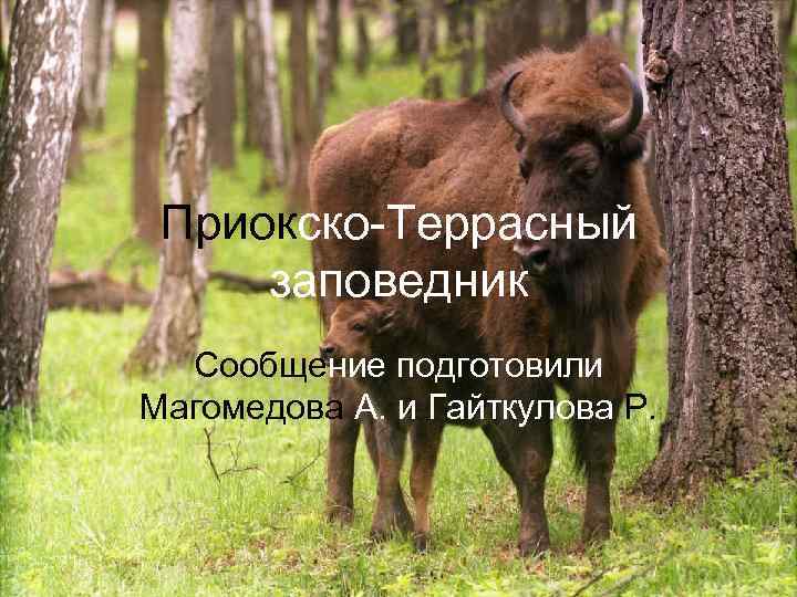 Приокско-Террасный заповедник Сообщение подготовили Магомедова А. и Гайткулова Р. 