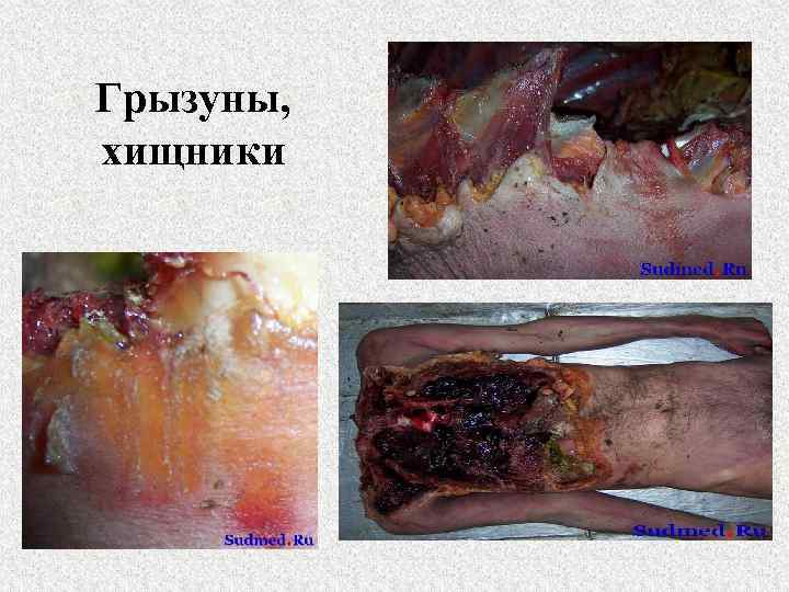 Грызуны, хищники 