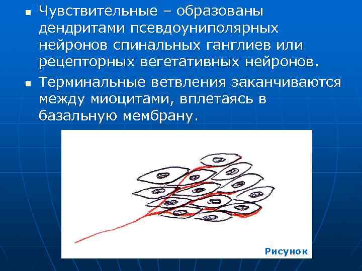 n n Чувствительные – образованы дендритами псевдоуниполярных нейронов спинальных ганглиев или рецепторных вегетативных нейронов.