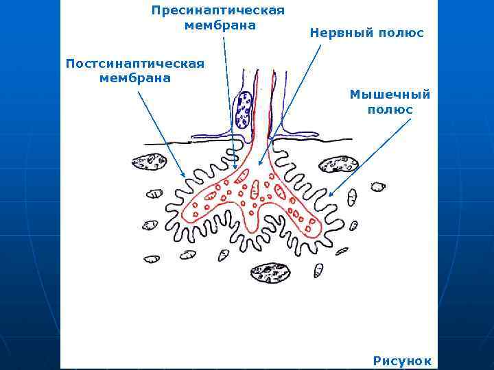 Пресинаптическая мембрана Нервный полюс Постсинаптическая мембрана Мышечный полюс Рисунок 