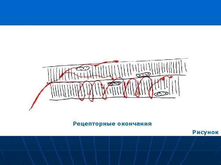 Рецепторные окончания Рисунок 