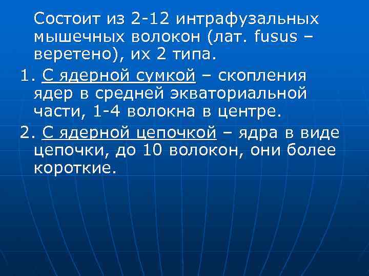 Состоит из 2 -12 интрафузальных мышечных волокон (лат. fusus – веретено), их 2 типа.