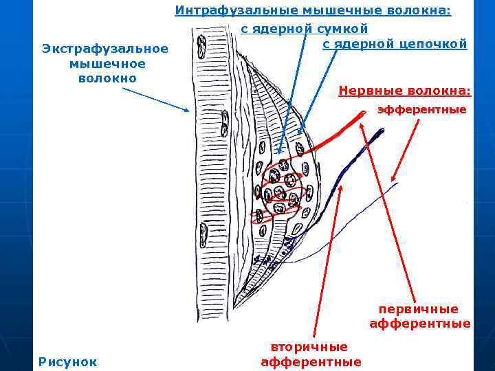 Интрафузальные мышечные волокна: с ядерной сумкой с ядерной цепочкой Экстрафузальное мышечное волокно Нервные волокна: