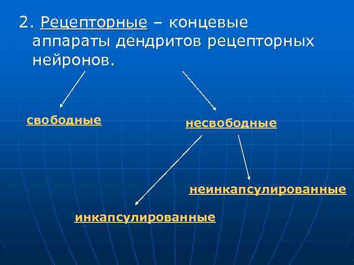 2. Рецепторные – концевые аппараты дендритов рецепторных нейронов. свободные неинкапсулированные 