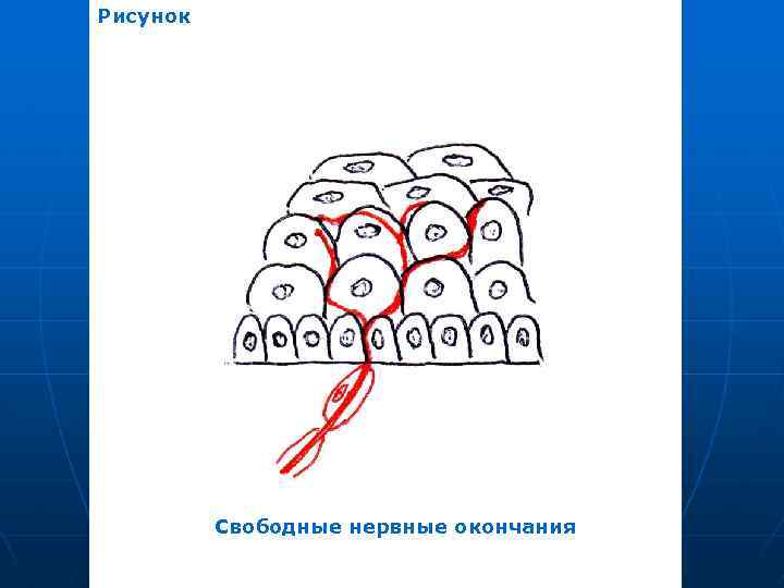Рисунок Свободные нервные окончания 