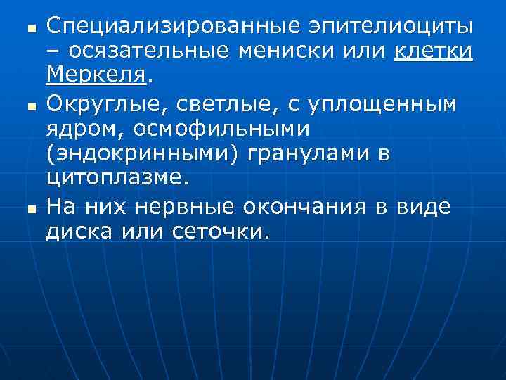n n n Специализированные эпителиоциты – осязательные мениски или клетки Меркеля. Округлые, светлые, с