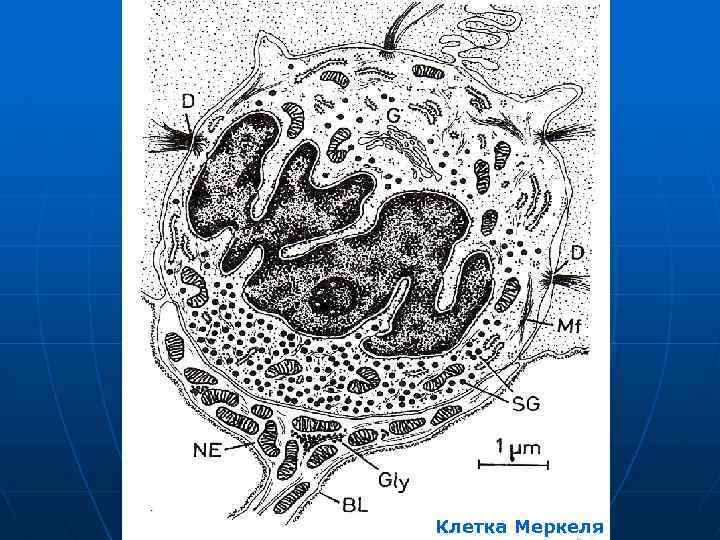 Клетка Меркеля 
