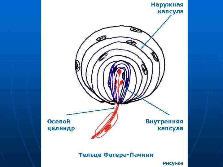 Наружная капсула Осевой цилиндр Внутренняя капсула Тельце Фатера-Пачини Рисунок 