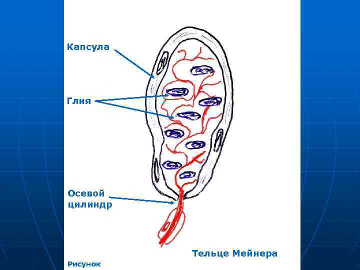Капсула Глия Осевой цилиндр Тельце Мейнера Рисунок 