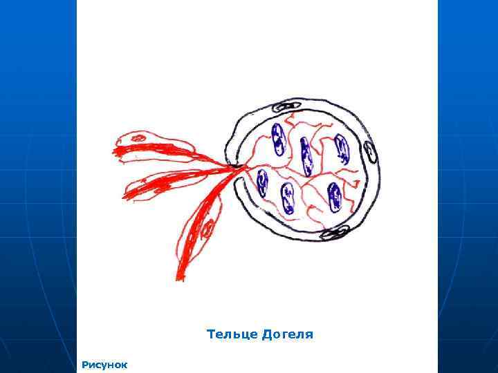 Тельце Догеля Рисунок 