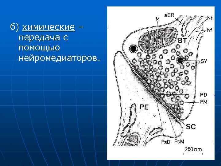 б) химические – передача с помощью нейромедиаторов. 