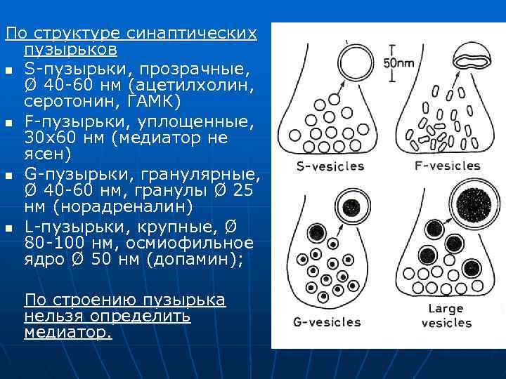 По структуре синаптических пузырьков n S-пузырьки, прозрачные, Ø 40 -60 нм (ацетилхолин, серотонин, ГАМК)