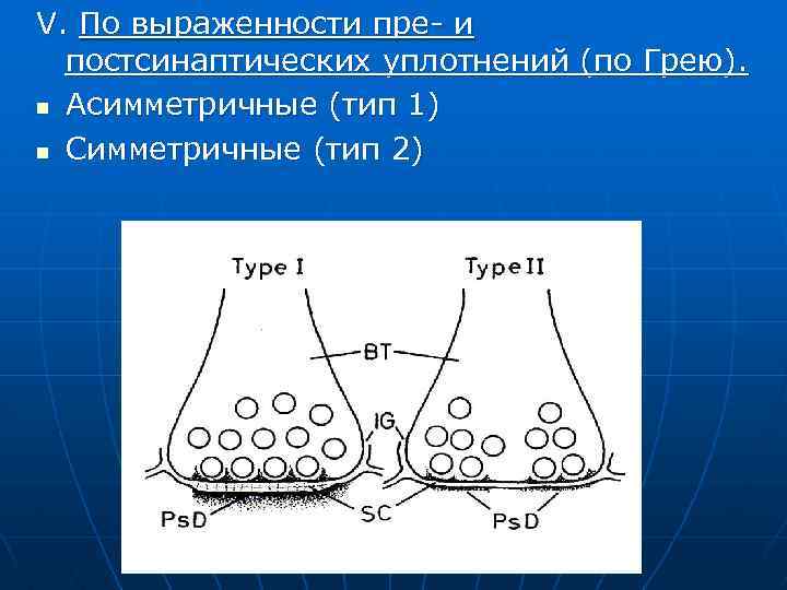 V. По выраженности пре- и постсинаптических уплотнений (по Грею). n Асимметричные (тип 1) n