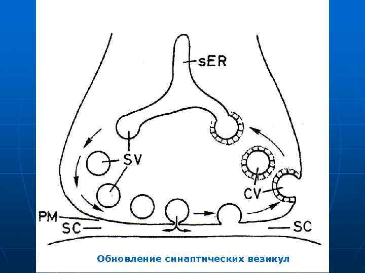 Обновление синаптических везикул 