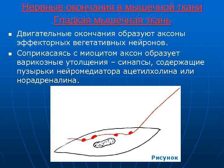 Нервные окончания в мышечной ткани Гладкая мышечная ткань n n Двигательные окончания образуют аксоны