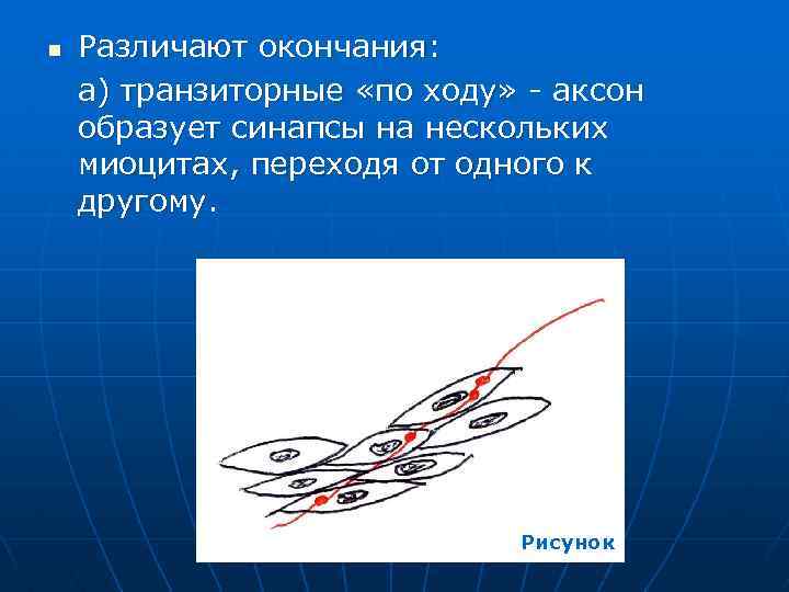n Различают окончания: а) транзиторные «по ходу» - аксон образует синапсы на нескольких миоцитах,