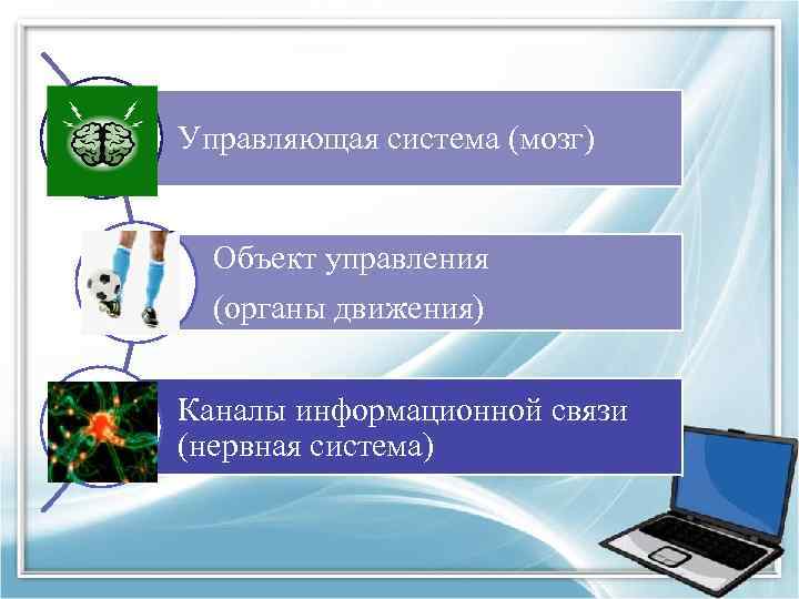 Управляющая система (мозг) Объект управления (органы движения) Каналы информационной связи (нервная система) 