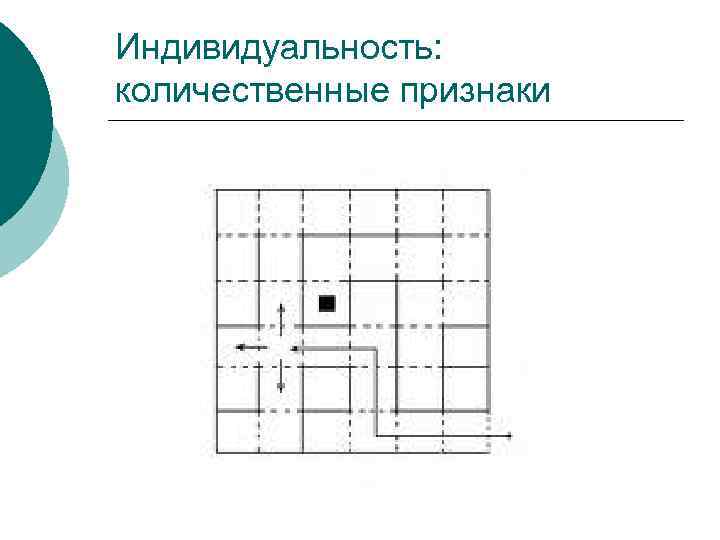 Индивидуальность: количественные признаки 