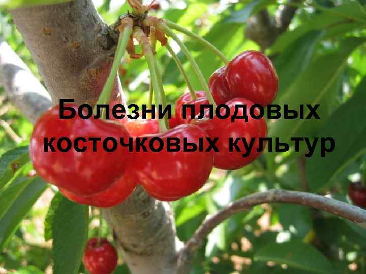 Болезни плодовых косточковых культур 