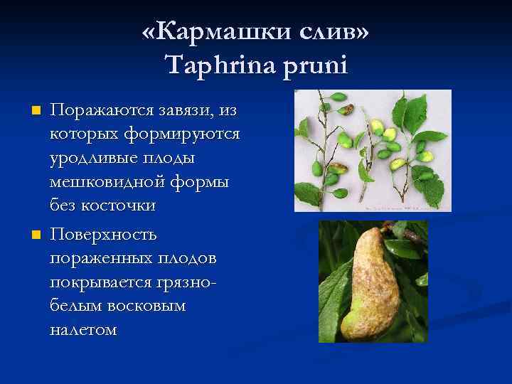  «Кармашки слив» Taphrina pruni n n Поражаются завязи, из которых формируются уродливые плоды