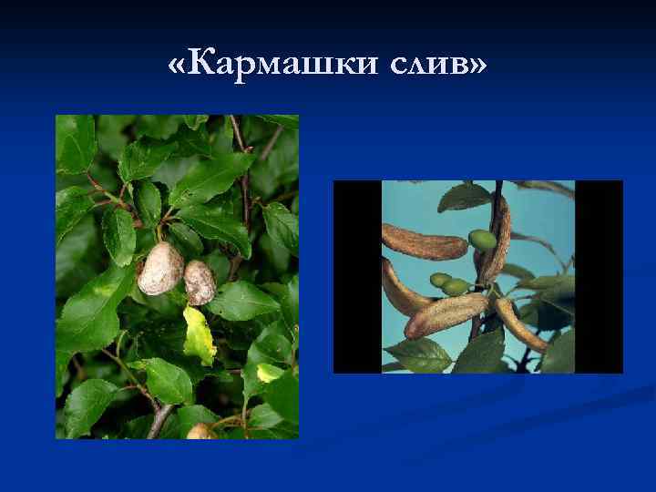  «Кармашки слив» 