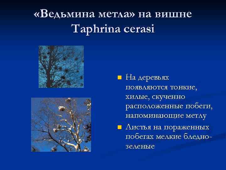  «Ведьмина метла» на вишне Taphrina cerasi n n На деревьях появляются тонкие, хилые,