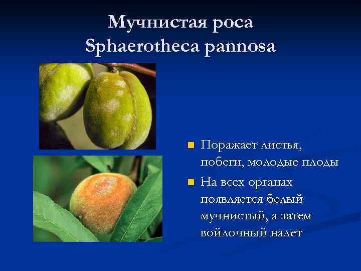 Мучнистая роса Sphaerotheca pannosa n n Поражает листья, побеги, молодые плоды На всех органах