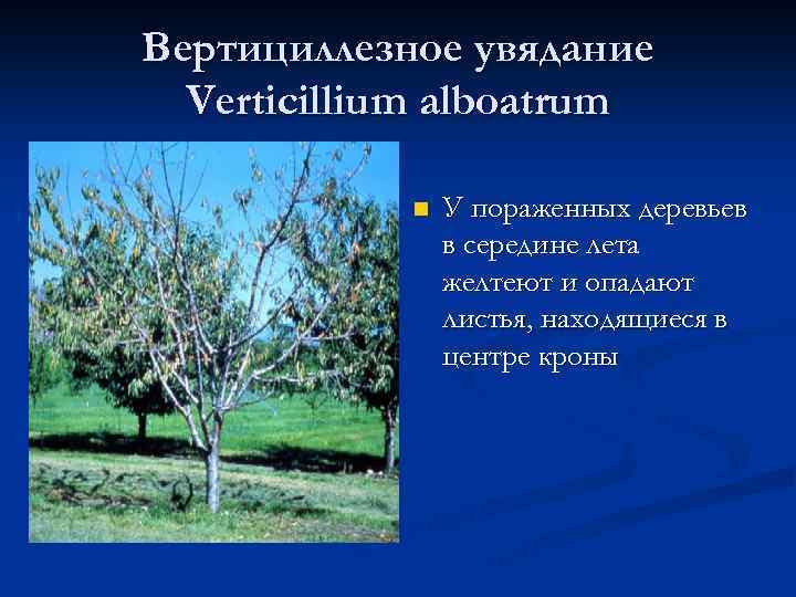 Вертициллезное увядание Verticillium alboatrum n У пораженных деревьев в середине лета желтеют и опадают
