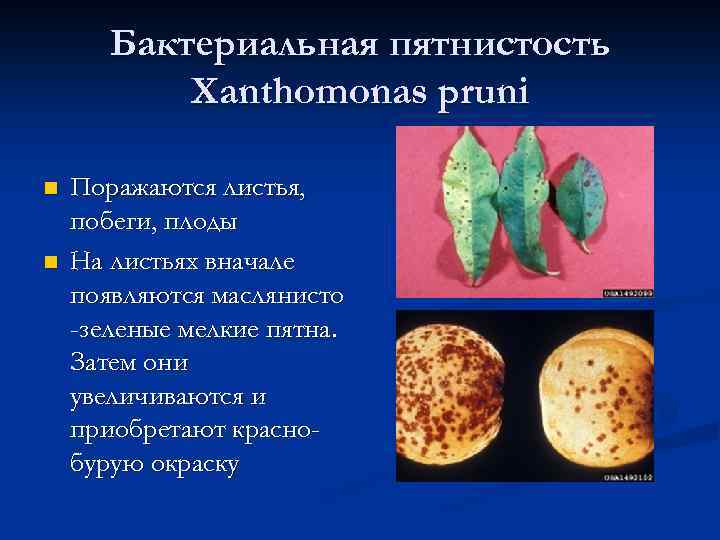 Бактериальная пятнистость Xanthomonas pruni n n Поражаются листья, побеги, плоды На листьях вначале появляются