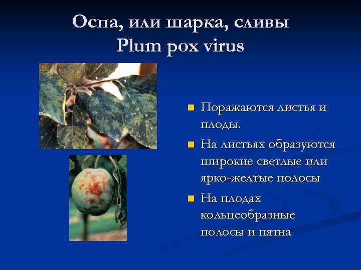 Оспа, или шарка, сливы Plum pox virus n n n Поражаются листья и плоды.