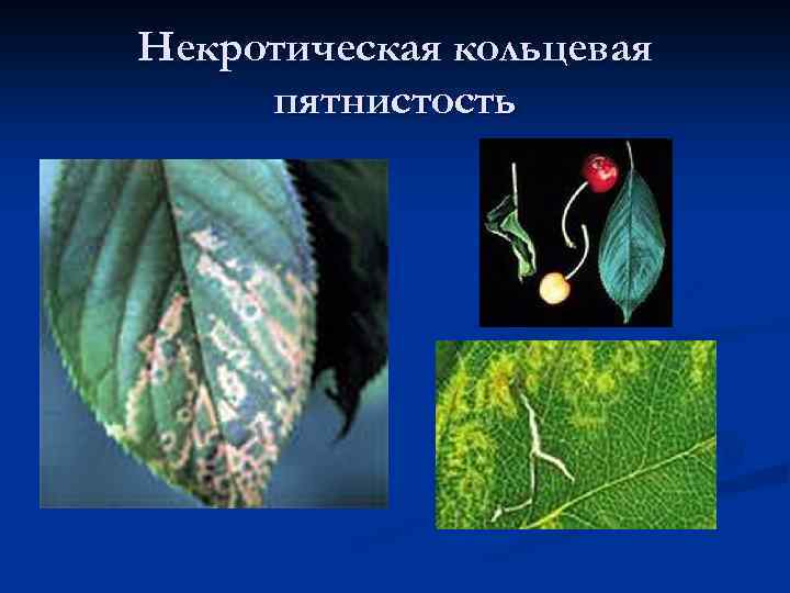 Некротическая кольцевая пятнистость 