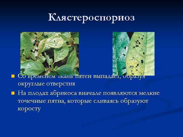 Клястероспориоз n n Со временем ткань пятен выпадает, образуя округлые отверстия На плодах абрикоса